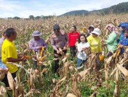 Dorong Swasembada Pangan, Polri dan Pemda Panen Raya Jagung di Tapsel