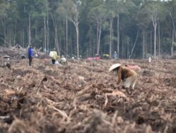 Dukung Ketahanan Pangan, PTPN I Masuk Bisnis Singkong dan Jagung