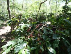 Holding Perkebunan Nusantara Dorong Kinerja Kopi PalmCo Tetap Solid