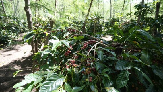 Holding Perkebunan Nusantara Dorong Kinerja Kopi PalmCo Tetap Solid