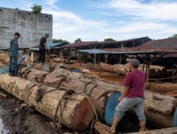 Operasi Gabungan di Sumut, Petugas Temukan Ribuan Kayu Bulat Ilegal