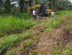 Sawit Milik Warga Panai Tengah Dirusak Mafia Tanah, Petani Rugi Miliaran Rupiah