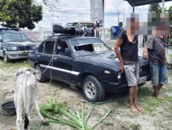 Dilaporkan Warga Via 110, Dua Pencuri Lembu di Simalungun Dibekuk