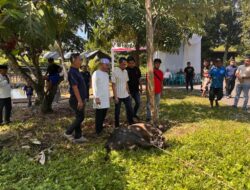 Idul Adha 1447 H, Polres Binjai Sembelih 7 Ekor Sapi dan 3 Kambing