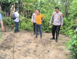 Polisi Temukan Ladang Ganja di Tanjung Morawa