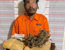 Polsek Bahorok Gagalkan Peredaran 2 Kg Ganja di Bukit Lawang