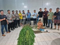 Polsek Tanjung Morawa Tangkap Pria Penanam Ganja, 40 Batang Disita
