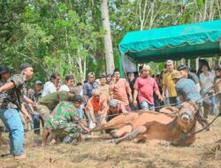 Walikota Psp Saksikan Penyembelihan Sapi Kurban Presiden di Manunggang Julu