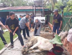 Momentum Idul Adha 1447 H, PTPN IV Regional II Kebun Bah Birung Ulu Sembelih 12 Hewan Kurban
