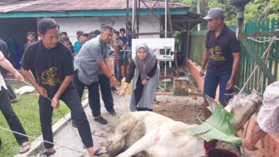 Momentum Idul Adha 1447 H, PTPN IV Regional II Kebun Bah Birung Ulu Sembelih 12 Hewan Kurban