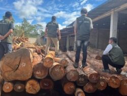 Temuan Ratusan Batang Kayu Bulat di Humbahas Sita Perhatian Publik