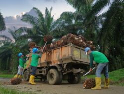 Produksi Tumbuh Dua Digit, Kebun Bah Birung Ulu Perkuat Transformasi dan Pemberdayaan Masyarakat